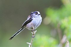 Long-tailed Tit